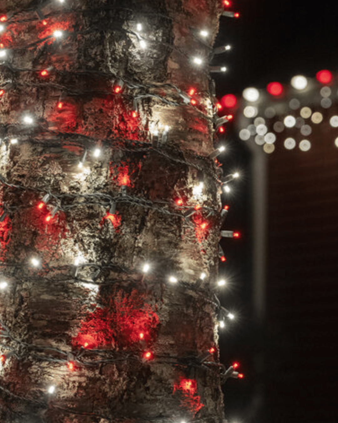 5mm Red and White LED Christmas Lights