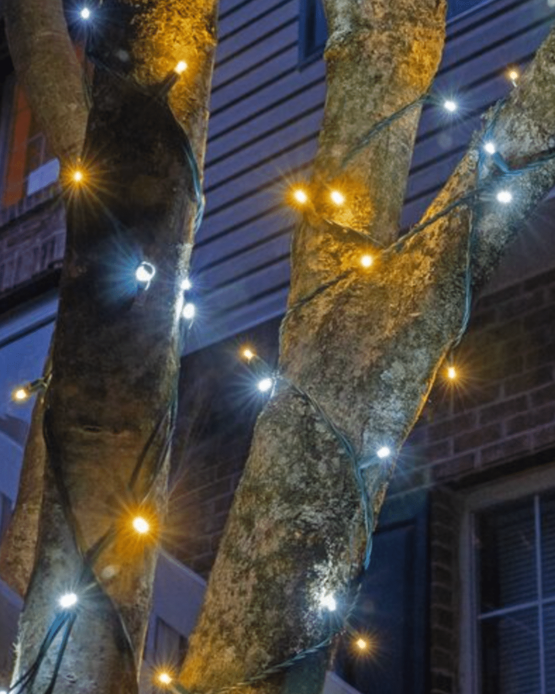 5mm Warm White Champagne LED Christmas Lights